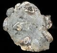 Hoploscaphites Ammonite & Clam Cluster- South Dakota #46882-2